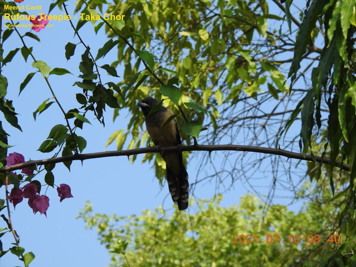 Rufous Treepie (59) Coming Soon